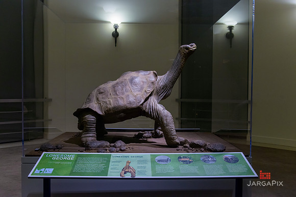 Galapagos_Conservancy_AMONH_Lonesome_George
